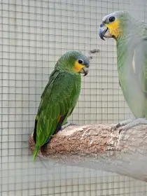Amazoňan venezuelský