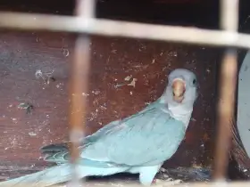 Vyměním Mníška modrého pallid