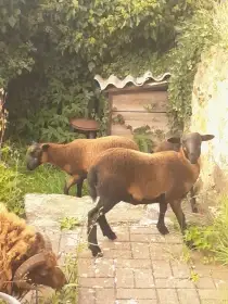 Prodám čtyři ovečky
