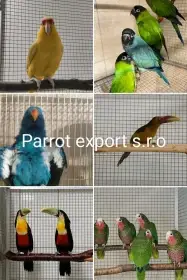 Koupím pro export