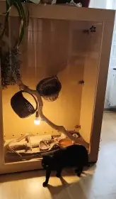 Prodej páru užovek červených s terariem