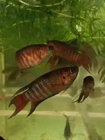 Macropodus opercularis