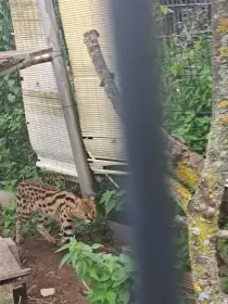 Serval
