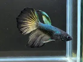 Betta Bojovnice - samec 06