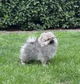 Pomeranian s PP (FCI)