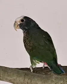 Amazónek běločelý