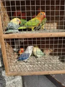 Agapornis fischeri