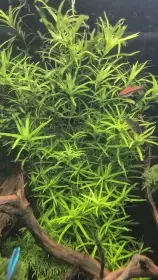 Rostlinky