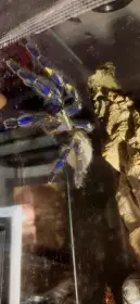 Sháním dospělou samici Poecilotheria metallica – páření
