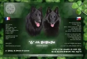 Belgický ovčák Groenendael