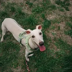Půlroční pejsek (samec) vipet/whippet