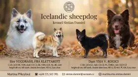 Islandský ovčácký pes/Islandský ovčák