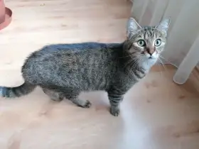 Kočička a kocourek