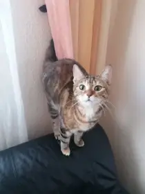 Kočička