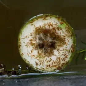 Živé krmení - mexický blešivec ( gammarus)