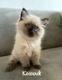 Ragdoll koťata