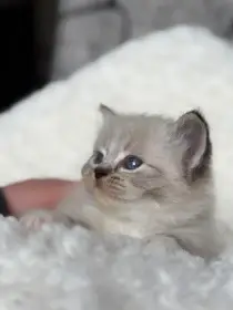 Ragdoll koťátka s PP