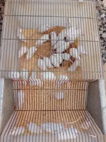 Myš