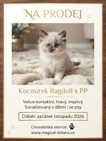 Koťátko Ragdoll s PP