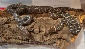Krajta angolská