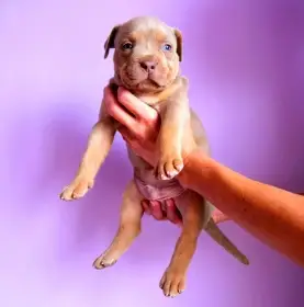 Štěňátka American Bully XL