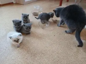 Koťátka se znaky britská modrá k rezervaci