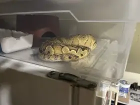 0.1 Krajta královská (Python regius) – Pastel Spotnose Gravel/YB Clown