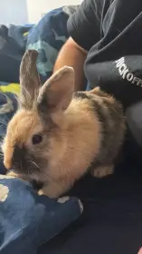Hledáme milujicí rodinu pro našeho 5 mesíčního blonďáčka 