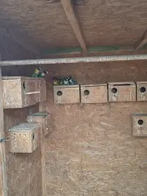 Agapornys škraboška