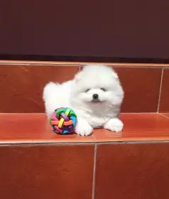 Volná štěňátka pomeraniana