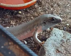 Trachylepis dichroma