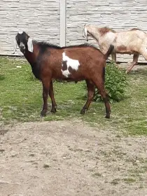 Anglonubijský kozel 100%s POP, dotační