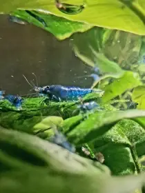 Neocaridina davidi Blue Dream