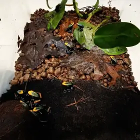 Dendrobates tinctorius Tumucumaque