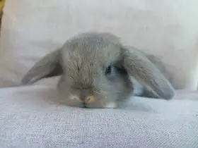 Zakrslý beran divoce modrý (perlový)