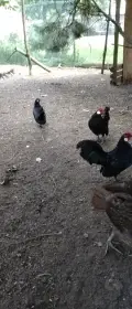 Letošní bantamky černé