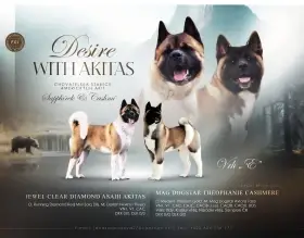 Americká Akita prodám štěňátka
