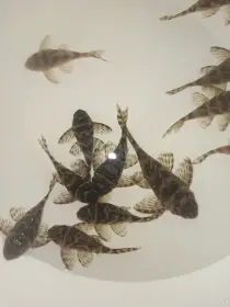 Hypancistrus L340