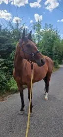 Prodám A1/1