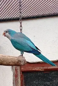 Mníšek šedý