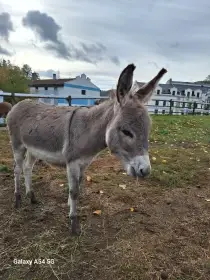 Prodám oslíka