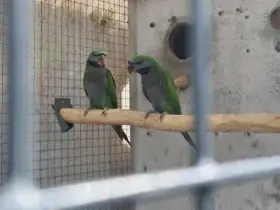 Alexandr čínský