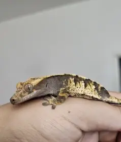 Pagekon řasnatý/Correlophus ciliatus