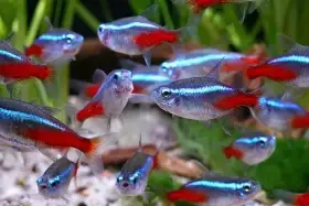 Neonky - Paracheirodon innesi (Neon Tetra)