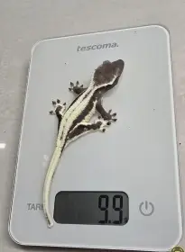 Prodám pagekony