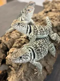 Prodám mláďata leguánka obojkového (Crotaphytus collaris collaris)
