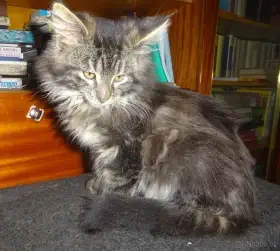 Nabízím křížené chlupáče (mainská mývalí x kočka domácí)