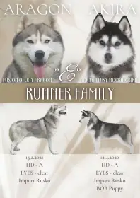 Sibiřský husky