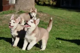 Štěňátka husky