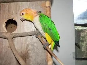 Amazonek Bělobřichý